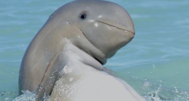 Australian snubfin dolphin
. Credit: Dr Deborah Thiele