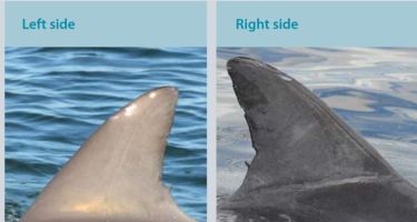 Extreme, an adult male first sighted in 2009. Yes, they all have names this cool.
. Credit: Swan River Fin Book