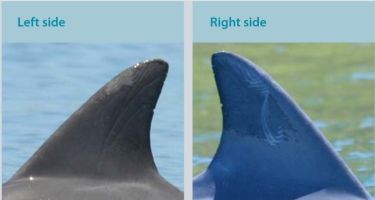 Print, an adult male first sighted in 2009. Often seen with Extreme.
. Credit: Swan River Fin Book
