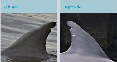 Akuna, an adult female first spotted in 2009, and mother of a juvenile called Nala.
. Credit: Swan River Fin Book