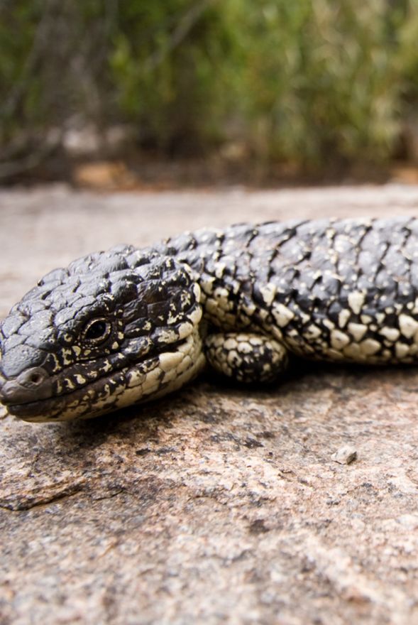 Wriggly Reptiles at Fringe World