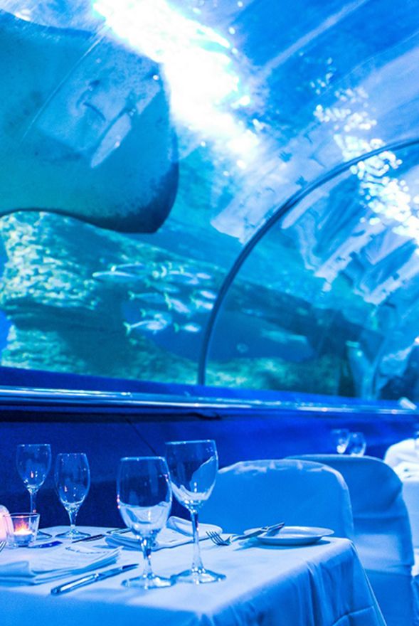 AQWA Dine Beneath the Sea