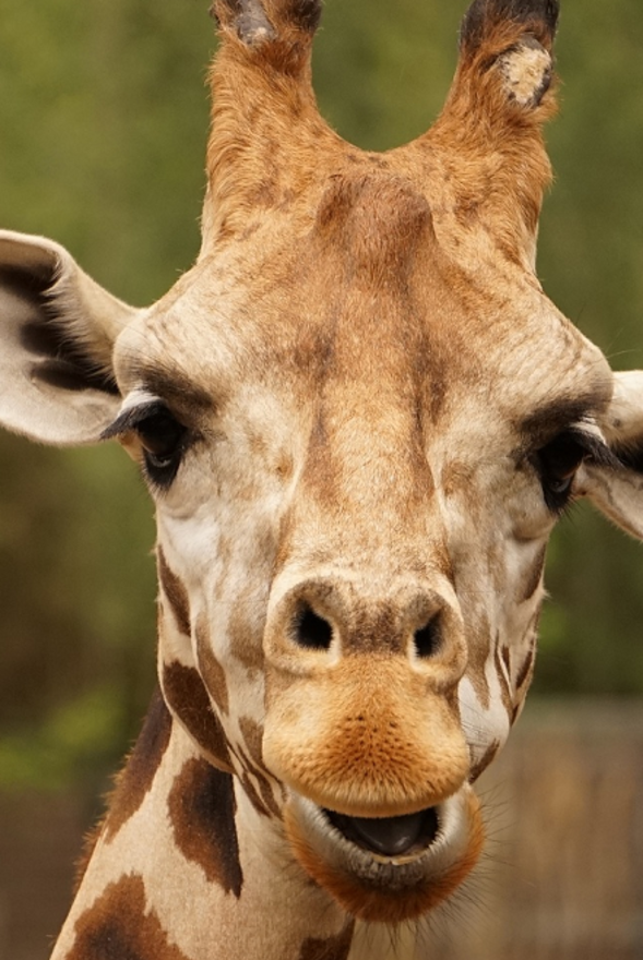 You and the zoo: sensory session