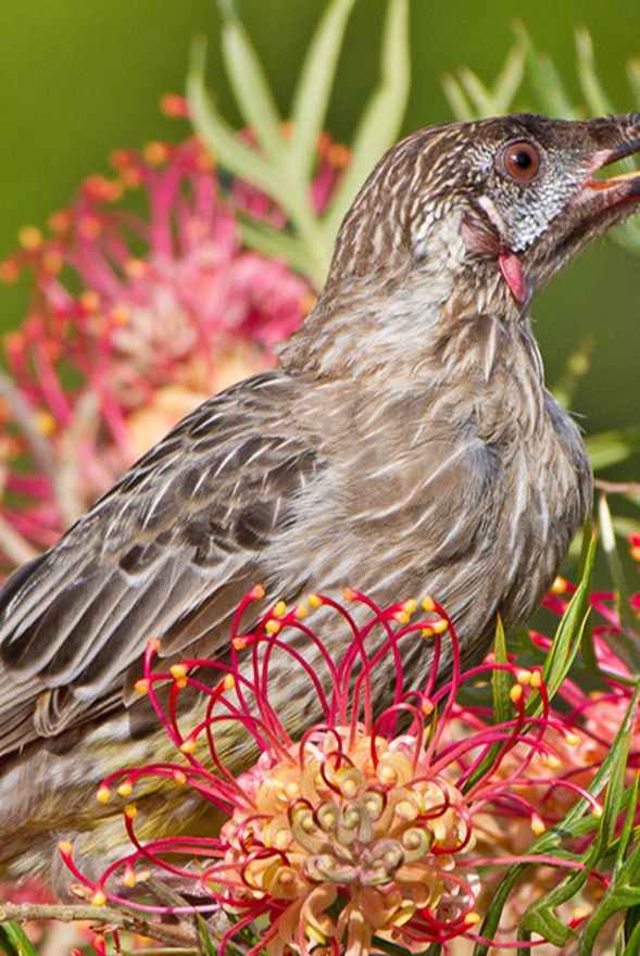 Helping Native Birds