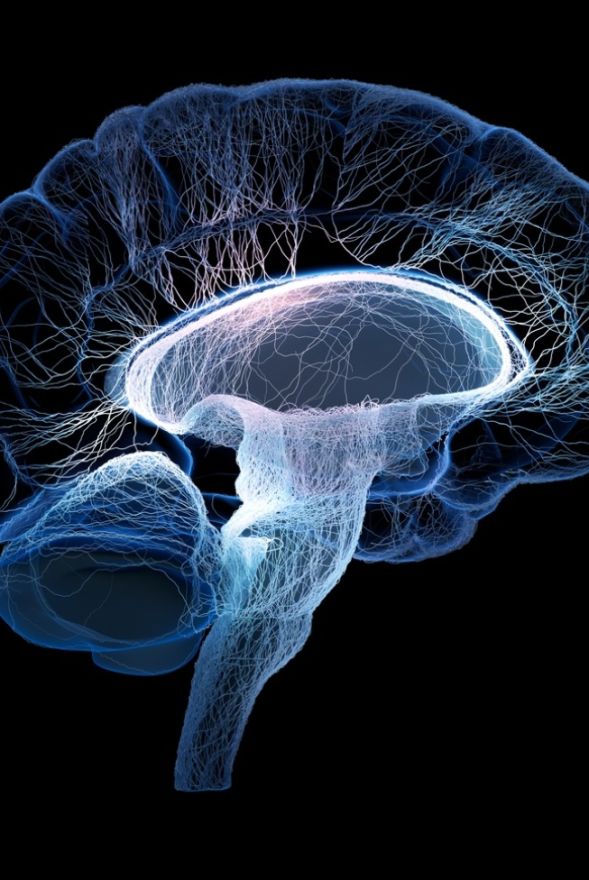 Brain Plasticity Information Session