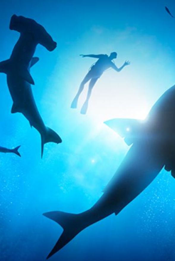 Planet Shark: Predator or Prey Exhibition