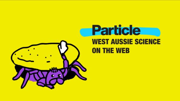 Spider web video