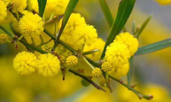 Is the golden wattle in danger