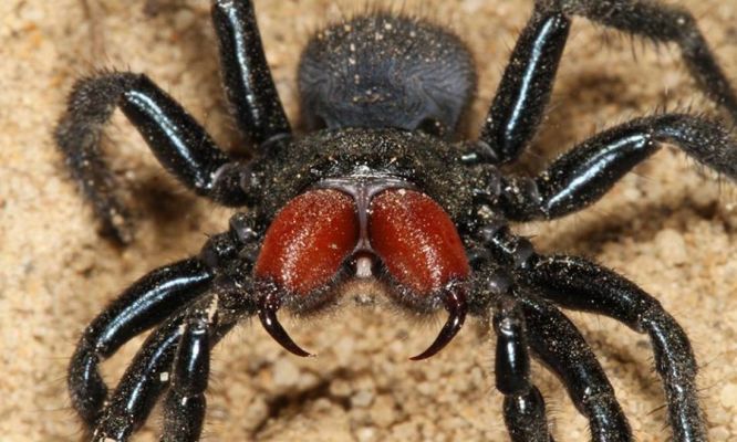 Image result for Spiders