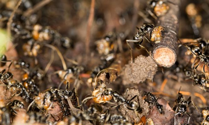 wildlife death match matabele ants versus termites particle