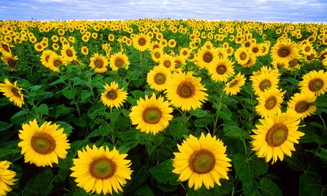 mixed farming could be the secret to soil health particle