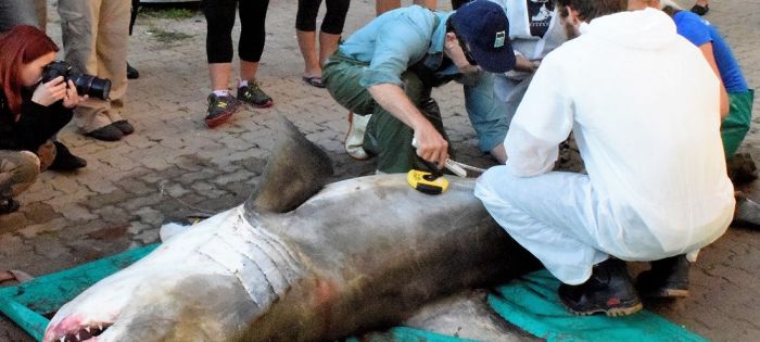 Investigating the death of a great white shark