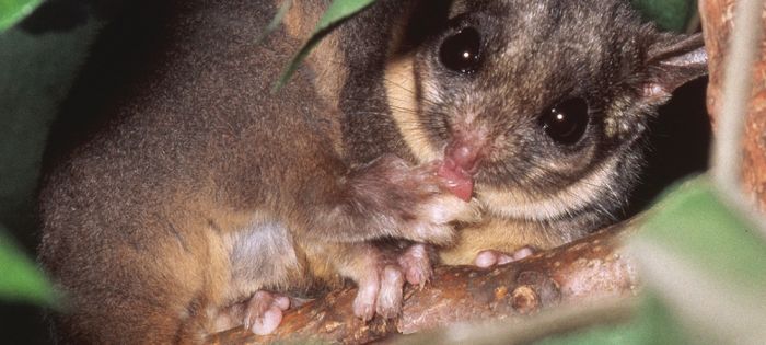 These Australian animals might soon be gone