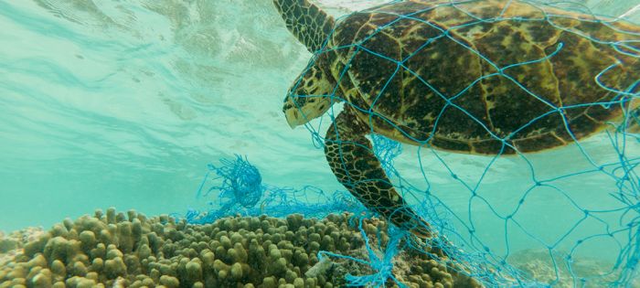 Sea turtles and the real impact of plastic pollution