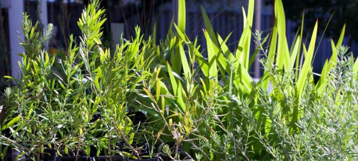 Native Plant Propagation