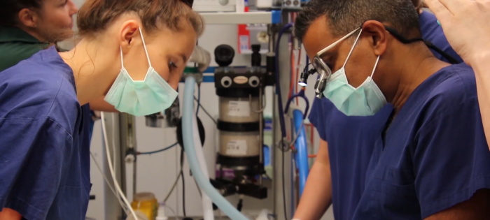 Ear, Nose, Throat … and Lemur specialist?