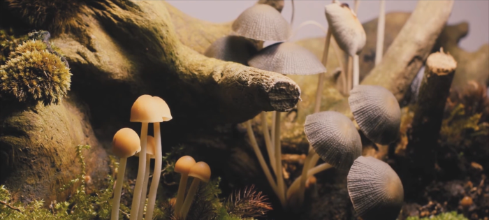 Mushroom leather could be the key to sustainable fashion