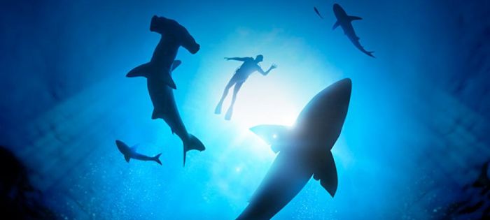 Planet Shark: Predator or Prey Exhibition