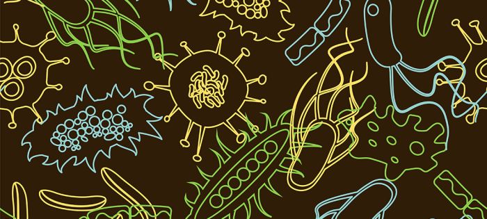 The amazing influence of gut microbes in our immune system