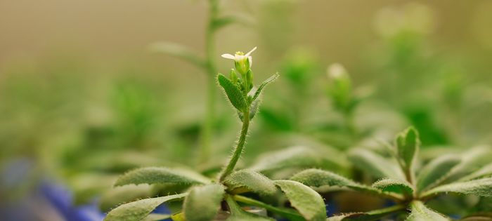 How science is supersizing your veggies