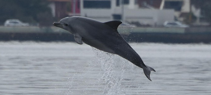 Dolphin Watch training