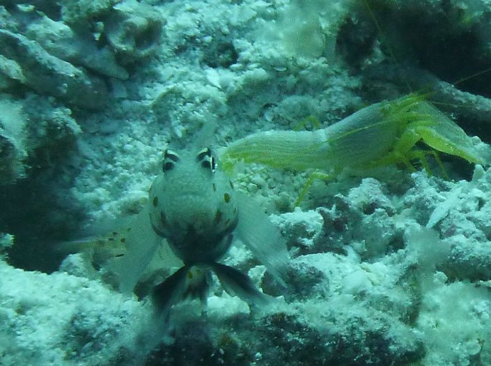 Three of nature’s most bizarre relationships