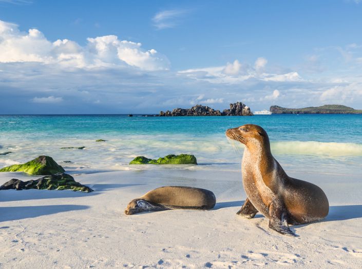 The secret life of island animals