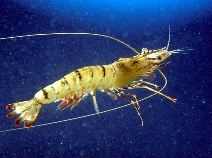 A prawn tale: winners and losers in climate change
