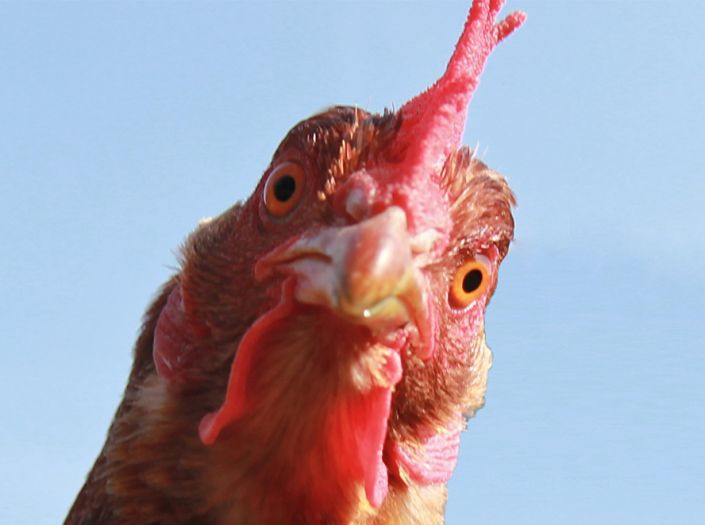 In the margins: facial recognition for organic chickens