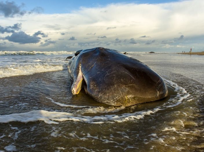 DRSABCD of saving a beached whale