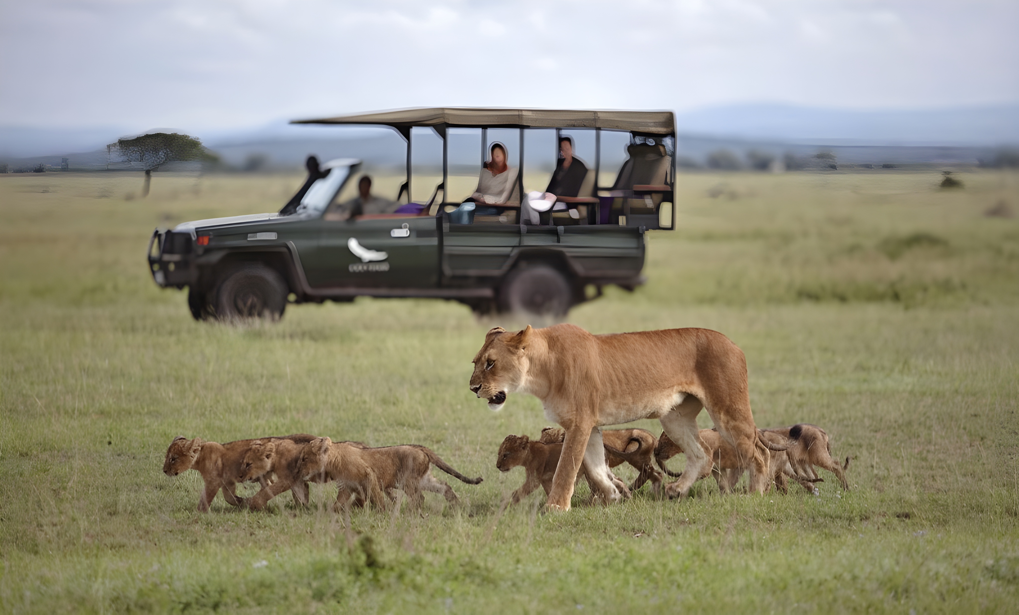 Big Five Safari Adventure | Full-Day Game Drive