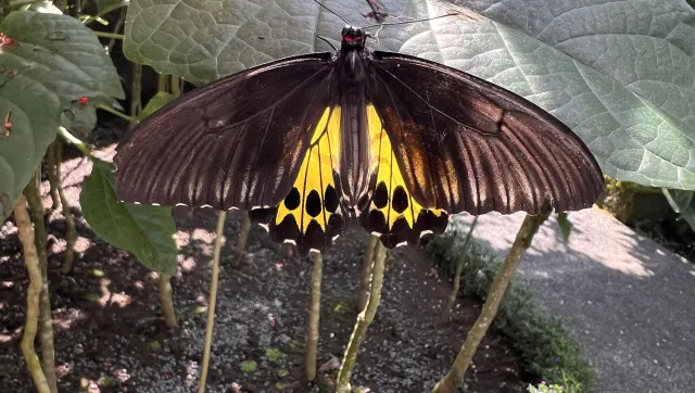 Kemenuh Butterfly Park