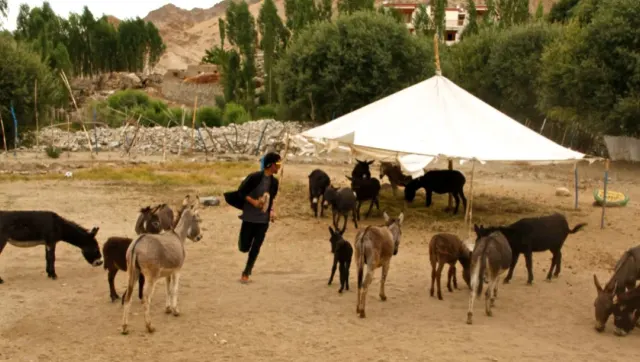 Leh Donkey Sanctuary