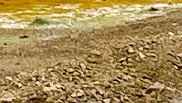 Black Necked Crane (Grus nigricollis) Migration Point