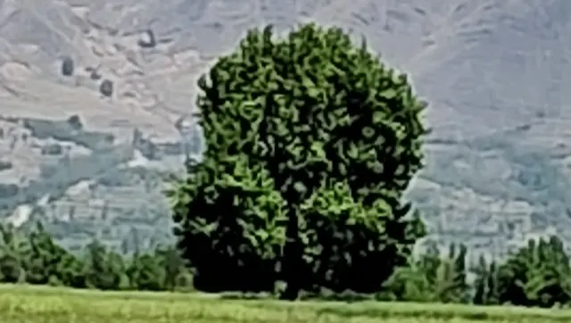 Saffron Fields Of Lethpora