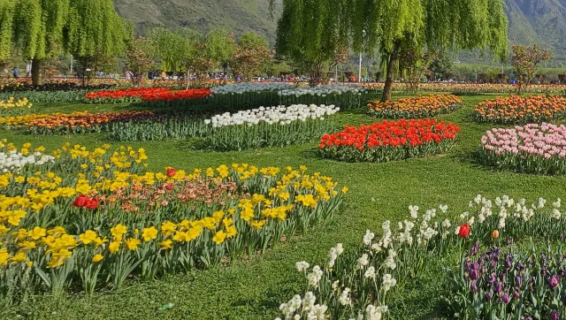 Tulip Garden