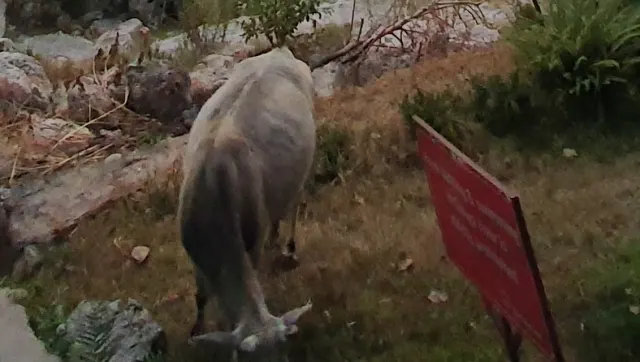 Osho Ganga Dham Ashram