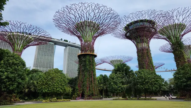Supertree Grove