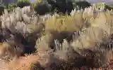 image of dry brush near Ojai