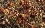 Image of dry flowers