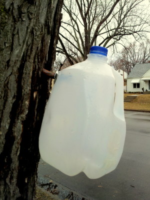 Collecting Sap