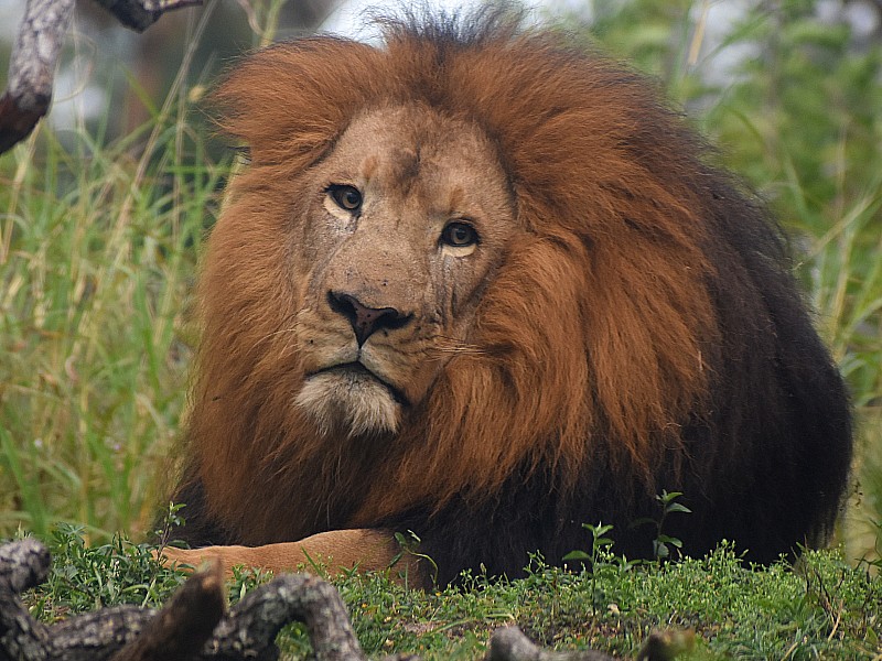 Lion