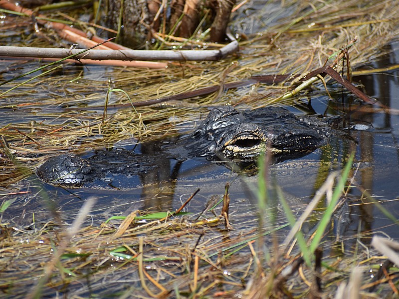 gator