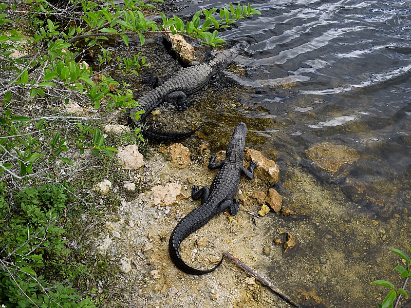 two gators