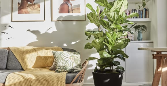 Buy large statement indoor plants online