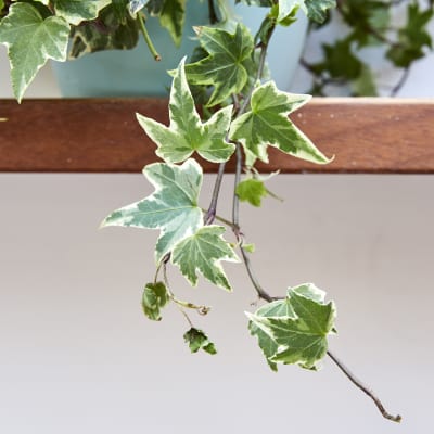 Hedera helix Ivy; Variegated ivy; English ivy detail