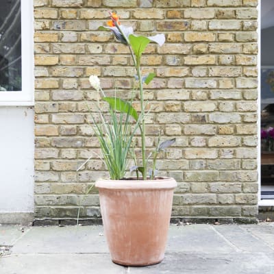 Terracotta pot