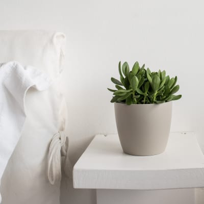 Succulent