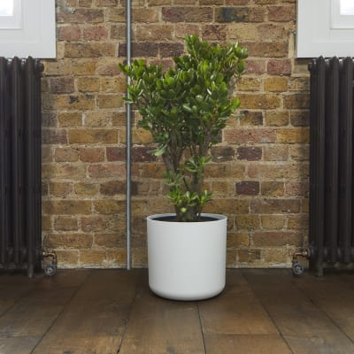 Jade Plant