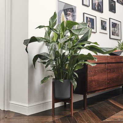 Plants In Living Room Interesting Design Ideas Plants In Living Room Interesting Design Ideas
